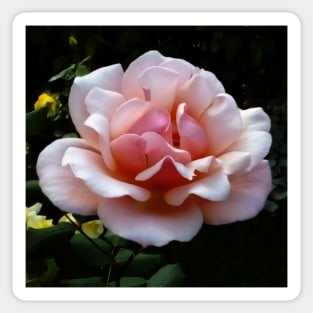 Pale Pink Rose Flower Close-up Sticker